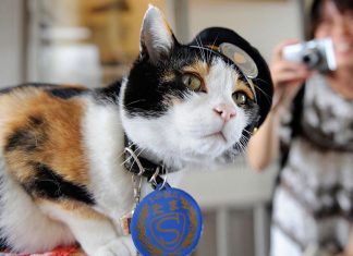 這位肥貓居然是日本火車站站長! 鐵路值勤的貓咪3