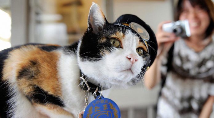 這位肥貓居然是日本火車站站長! 鐵路值勤的貓咪3