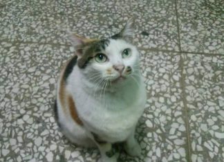 不想放棄希望! 三花貓妹妹~愛貓協尋(104/2/8) 愛貓協尋