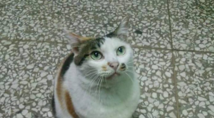 不想放棄希望! 三花貓妹妹~愛貓協尋(104/2/8) 愛貓協尋