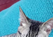 喵喵虎斑貓~愛貓協尋(106/9/3) 愛貓協尋