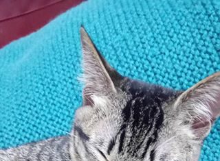 喵喵虎斑貓~愛貓協尋(106/9/3) 愛貓協尋