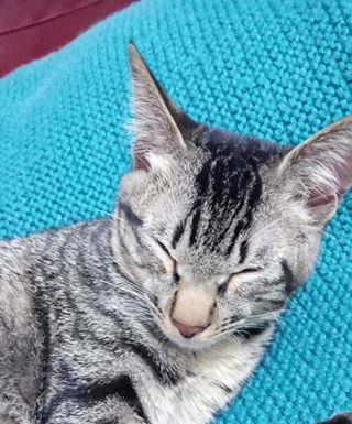 喵喵虎斑貓~愛貓協尋(106/9/3) 愛貓協尋