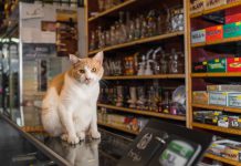 遇見貓店長~萌到~讓你的荷包大失血也甘願! 貓店長