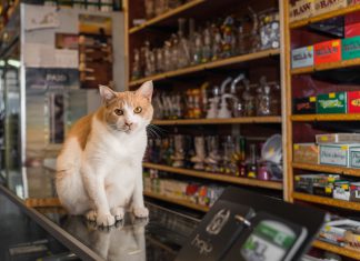 遇見貓店長~萌到~讓你的荷包大失血也甘願! 貓店長