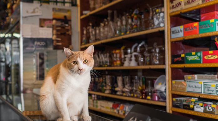 遇見貓店長~萌到~讓你的荷包大失血也甘願! 貓店長