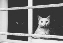 一黑一白~碰出和諧畫面! 黑白貓