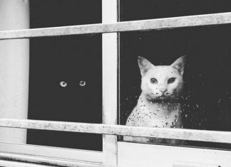 一黑一白~碰出和諧畫面! 黑白貓