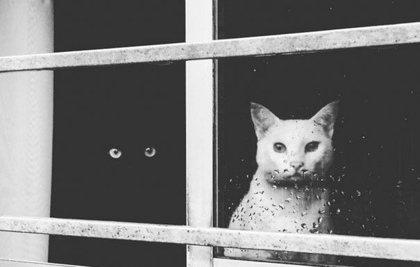 一黑一白~碰出和諧畫面! 黑白貓