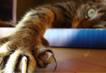 養貓達人! 讓你的喵星人乖乖剪指甲的密技! 貓剪指甲看這篇就夠了 貓指甲