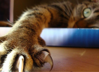 養貓達人! 讓你的喵星人乖乖剪指甲的密技! 貓剪指甲看這篇就夠了 貓指甲