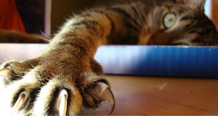 養貓達人! 讓你的喵星人乖乖剪指甲的密技! 貓剪指甲看這篇就夠了 貓指甲