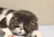 抨擊! 戴了假手的貓…令人毛骨悚然~~~~~~~~ 假手