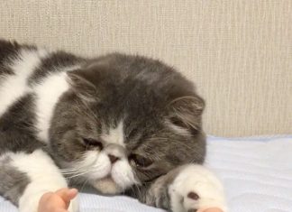 抨擊! 戴了假手的貓…令人毛骨悚然~~~~~~~~ 假手