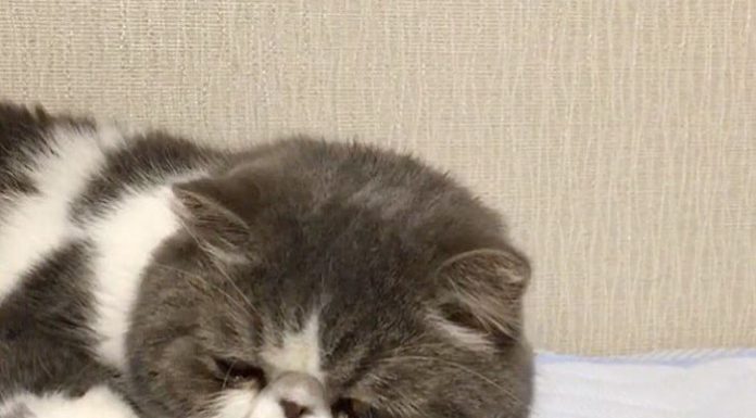 抨擊! 戴了假手的貓…令人毛骨悚然~~~~~~~~ 假手