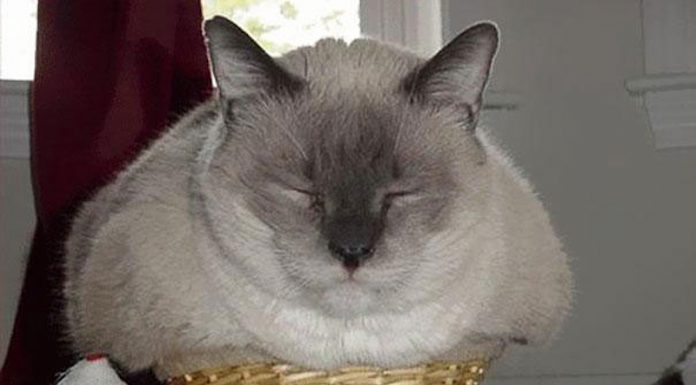 貓咪塞箱文,只要貓想要,就會硬擠的背後原因! 擠在小空間的貓3