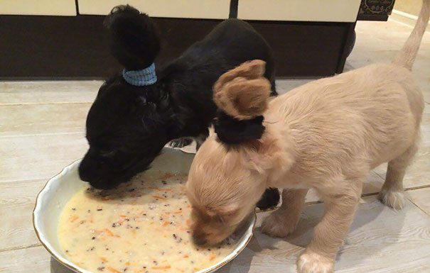 為了愛狗,主人做了這些事~ 吃飯