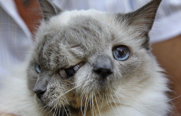 雙臉共用一個腦袋的奇蹟貓! 雙臉貓32