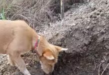 狗親手埋葬家人,準備好你的紙巾 > 埋葬