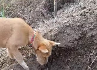 狗親手埋葬家人,準備好你的紙巾 > 埋葬