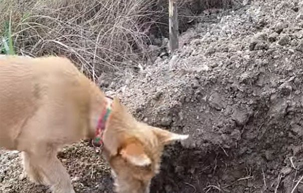 狗親手埋葬家人,準備好你的紙巾 > 埋葬