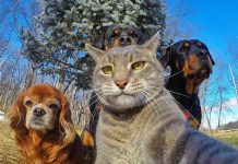 自拍可不是人類的專利!! 動物也瘋狂~ 動物自拍