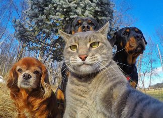 自拍可不是人類的專利!! 動物也瘋狂~ 動物自拍