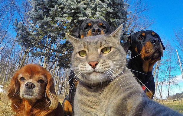 自拍可不是人類的專利!! 動物也瘋狂~ 動物自拍