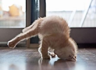 瑜珈不是人發明的~居然是???!!! 瑜珈13