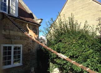 當房東禁止為貓改造房子,這位天才為貓做了一個驚人的設計! 天梯