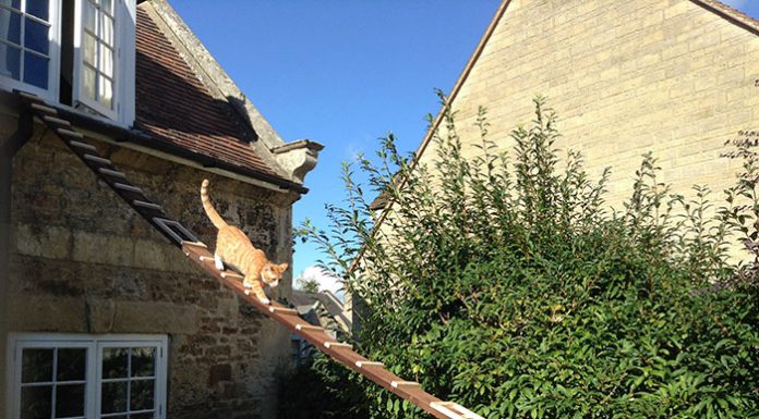 當房東禁止為貓改造房子,這位天才為貓做了一個驚人的設計! 天梯