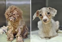 拯救狗的生命,驚人的恢復力,只需要人類伸出援手! 搶救狗前後照8