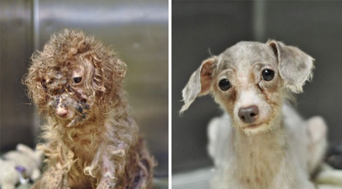 拯救狗的生命,驚人的恢復力,只需要人類伸出援手! 搶救狗前後照8