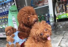 毛小孩也有迷你背包~背著~背著舒服地睡著了! 狗的背巾