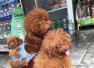 毛小孩也有迷你背包~背著~背著舒服地睡著了! 狗的背巾