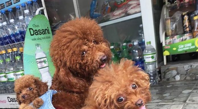 毛小孩也有迷你背包~背著~背著舒服地睡著了! 狗的背巾