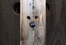 全新的體驗~這隻狗專屬的偷窺洞!~One Size!!