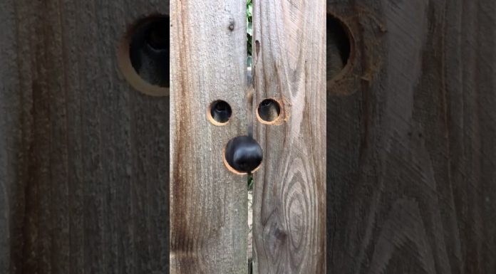 全新的體驗~這隻狗專屬的偷窺洞!~One Size!!