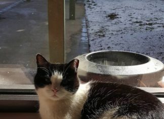 這隻帶著天命的貓,住在養老院的照護者~天生就有治癒的效果~