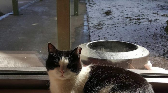 這隻帶著天命的貓,住在養老院的照護者~天生就有治癒的效果~