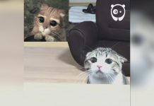 原來這裡也有隻靴子貓~變身只要3秒~