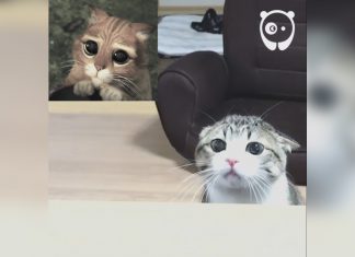 原來這裡也有隻靴子貓~變身只要3秒~