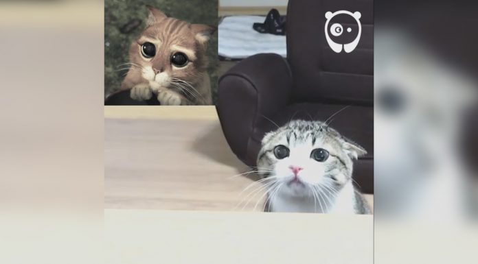 原來這裡也有隻靴子貓~變身只要3秒~