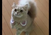 發現新品種? 松鼠尾巴錯接的喵喵~有種投錯胎的感覺!