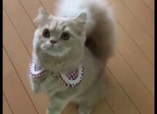 發現新品種? 松鼠尾巴錯接的喵喵~有種投錯胎的感覺!