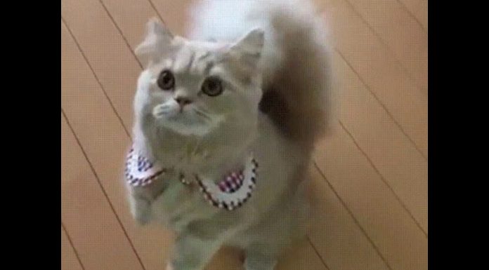 發現新品種? 松鼠尾巴錯接的喵喵~有種投錯胎的感覺!