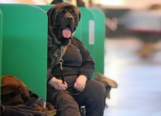 汪星人製造令人難以置信的事情!