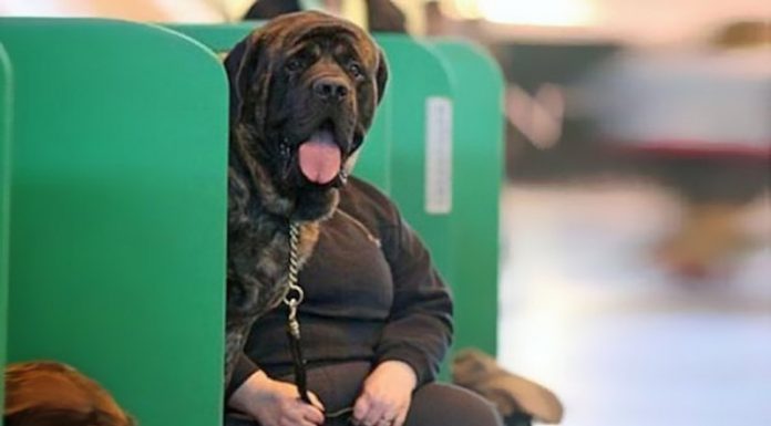 汪星人製造令人難以置信的事情!