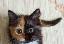 又遇見雙臉貓~與黑白郎君貓~鬧雙胞!? 雙臉貓