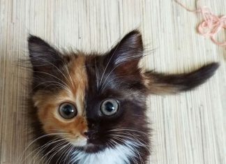 又遇見雙臉貓~與黑白郎君貓~鬧雙胞!? 雙臉貓